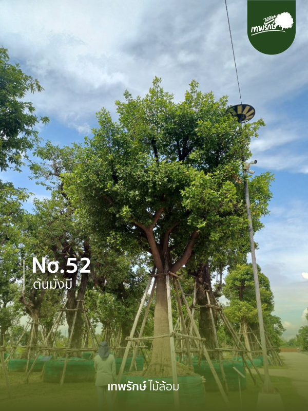 ต้นมั่งมีิ No.52