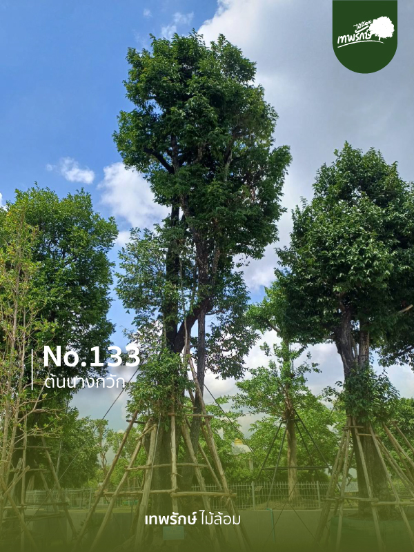 ต้นนางกวัก No.133