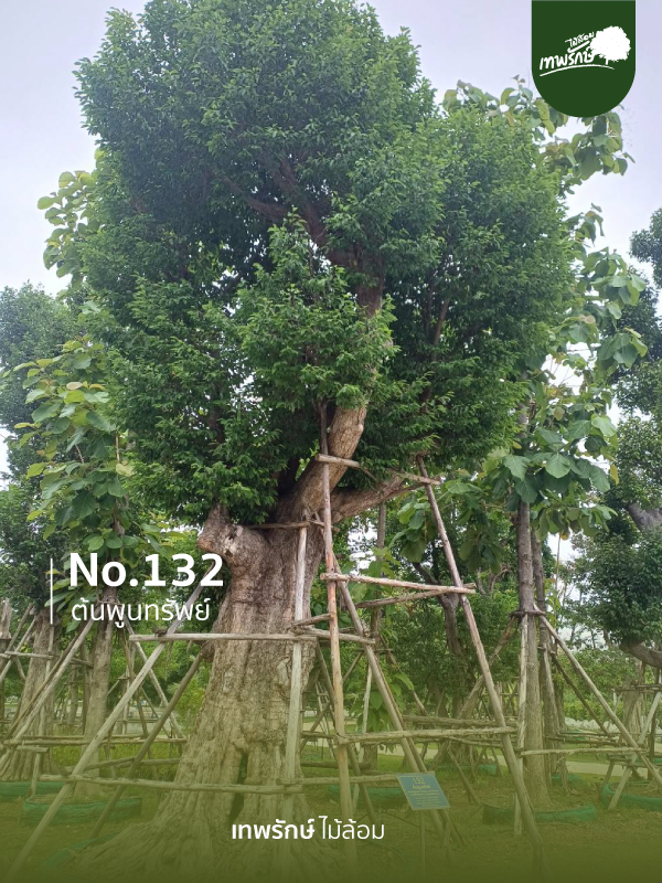 ต้นพูนทรัพย์ No.132