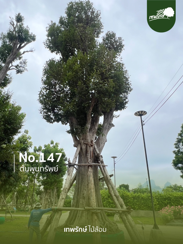 ต้นพูนทรัพย์ No.147