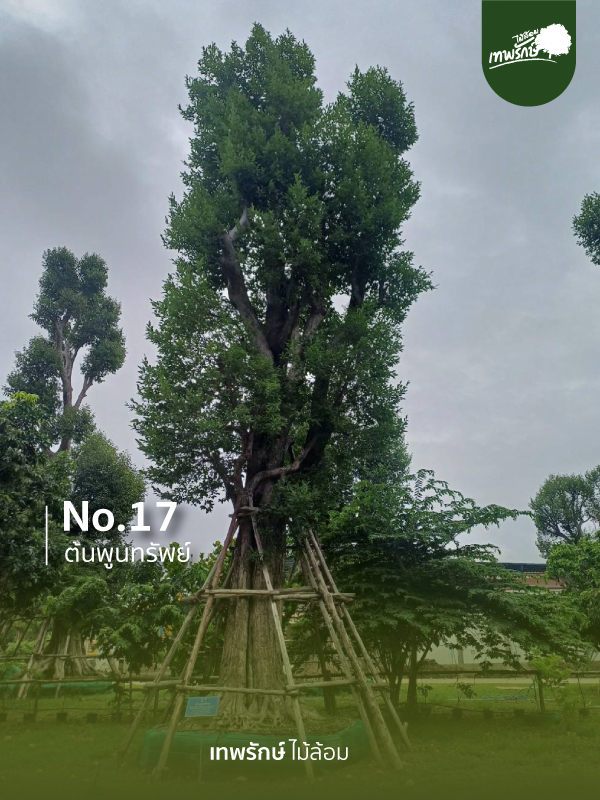 ต้นพูนทรัพย์ No.17
