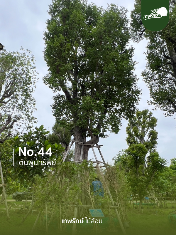 ต้นพูนทรัพย์ No.44