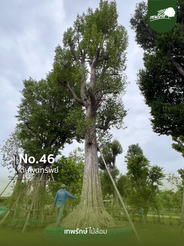 ต้นพูนทรัพย์ No.46