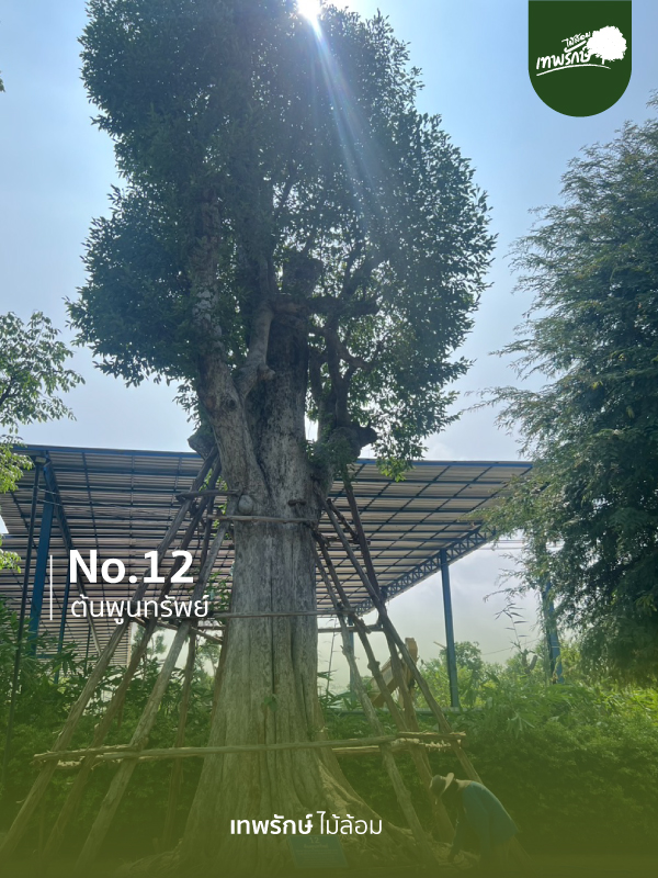 ต้นพูนทรัพย์ No.12