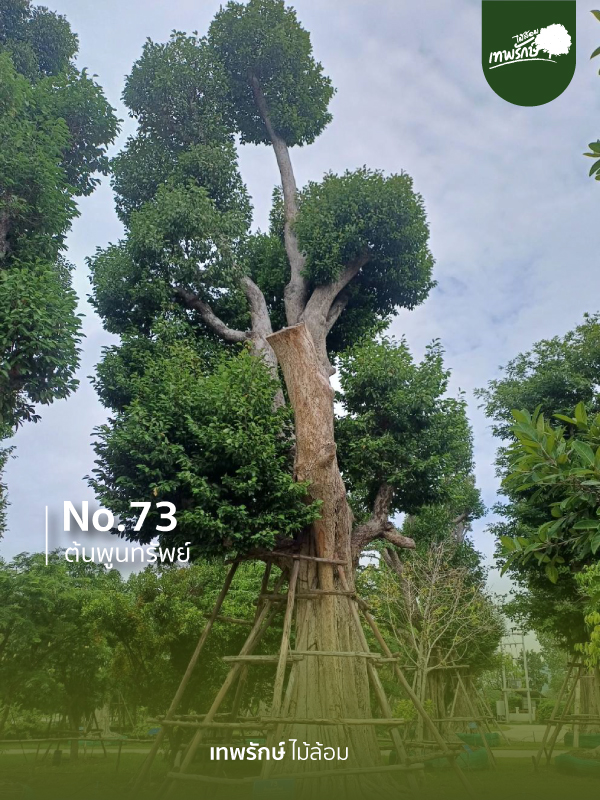 ต้นพูนทรัพย์ No.73