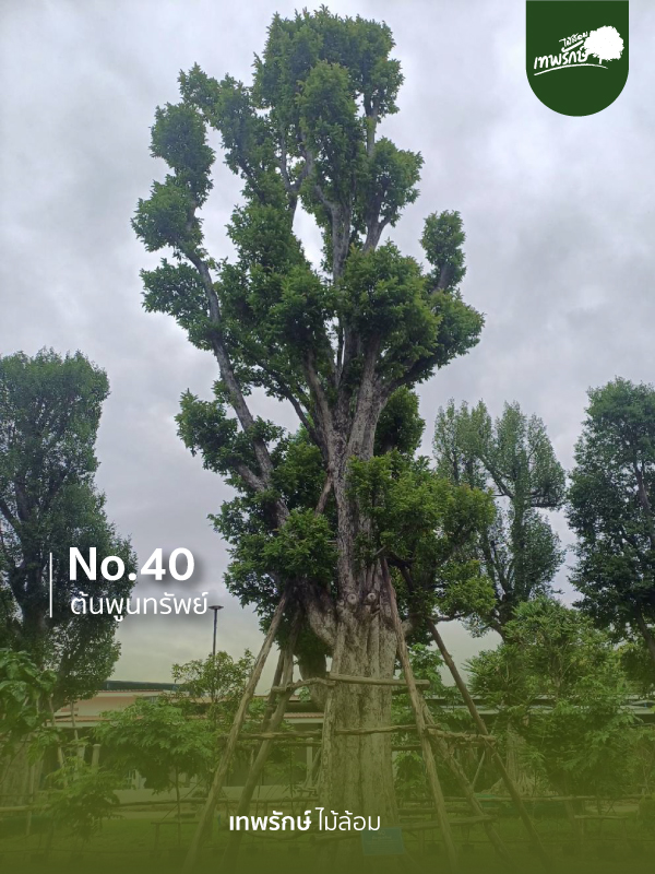 ต้นพูนทรัพย์ No.40