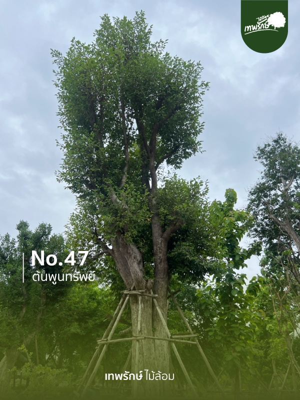 ต้นพูนทรัพย์ No.47