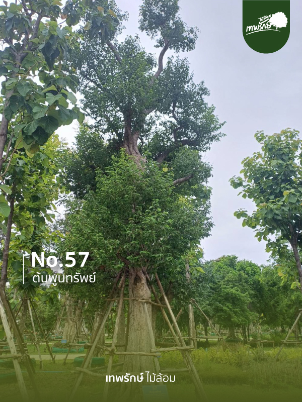 ต้นพูนทรัพย์ No.57