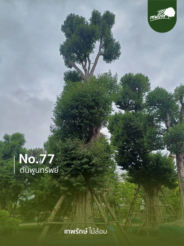 ต้นพูนทรัพย์ No.77