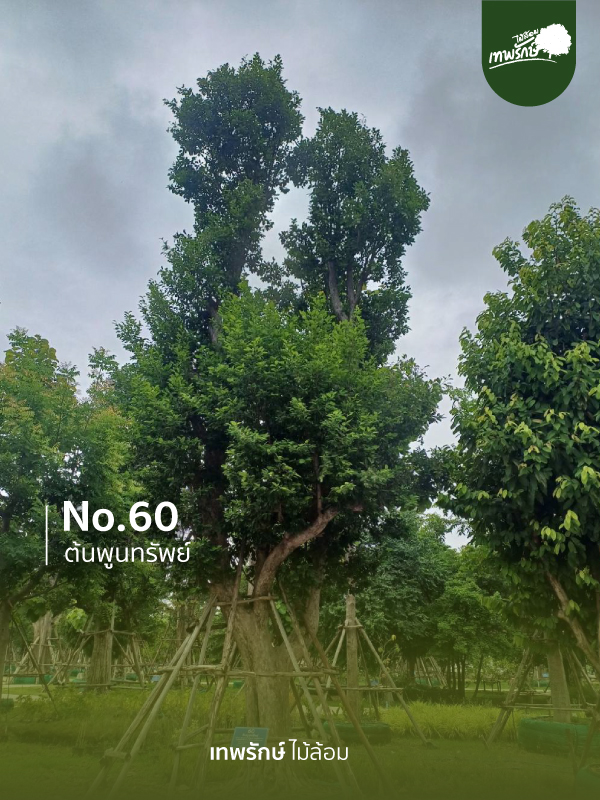 ต้นพูนทรัพย์ No.60