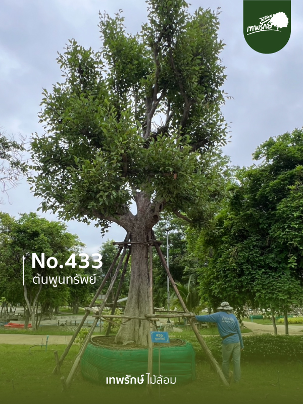ต้นพูนทรัพย์ No.433