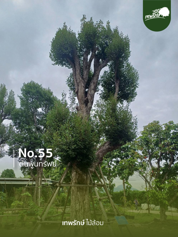 ต้นพูนทรัพย์ No.55