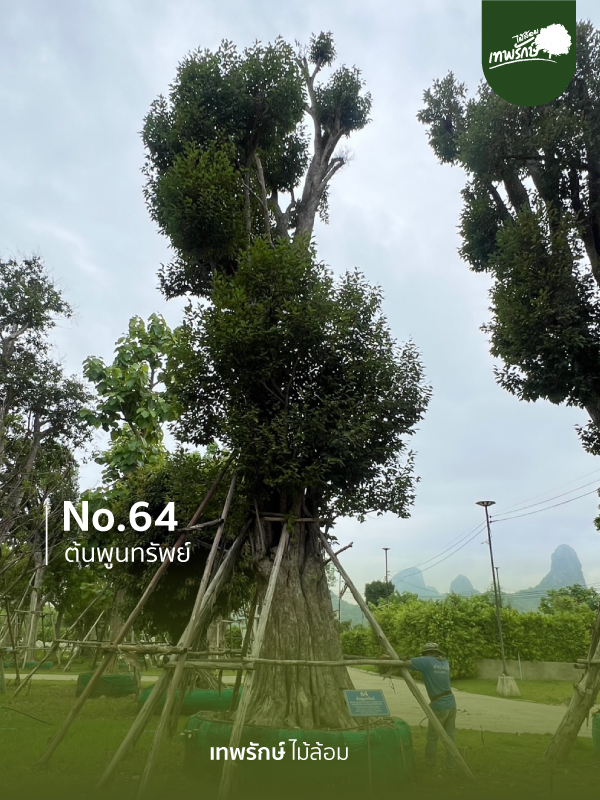 ต้นพูนทรัพย์ No.64