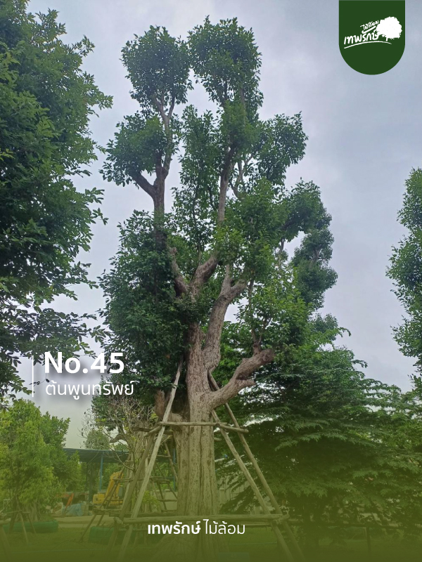 ต้นพูนทรัพย์ No.45