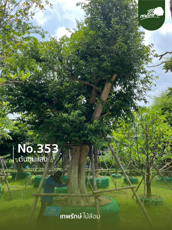 ต้นชุมแสง No.353