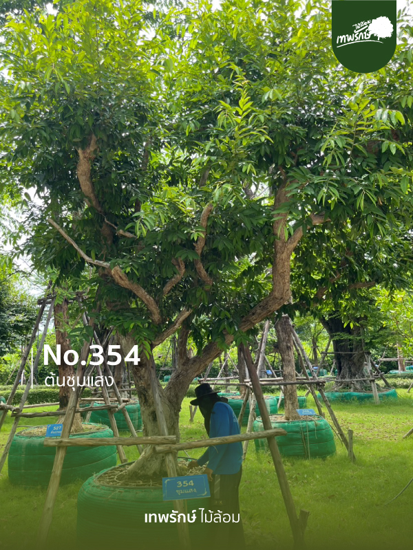 ต้นชุมแสง No.354