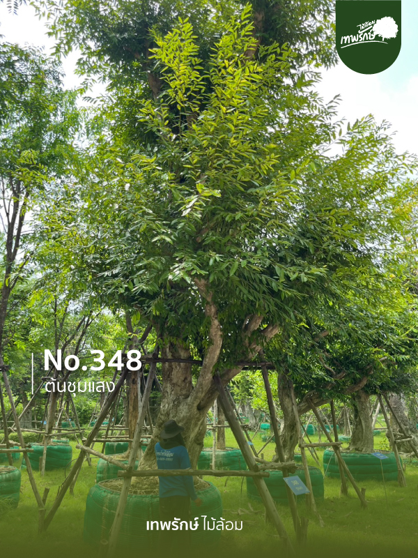 ต้นชุมแสง No.348