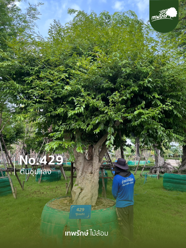 ต้นชุมแสง No.429