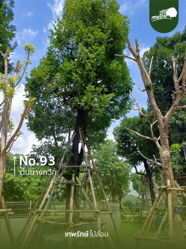 ต้นนางกวัก No.93