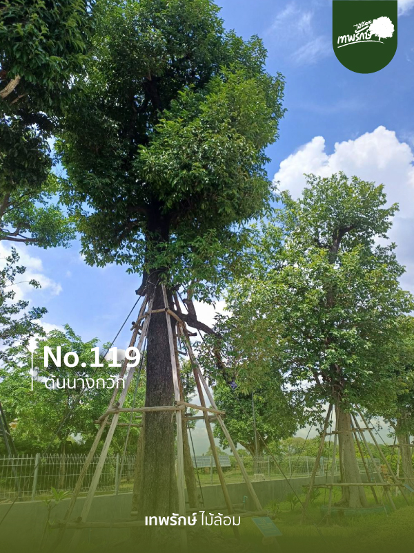 ต้นนางกวัก No.119
