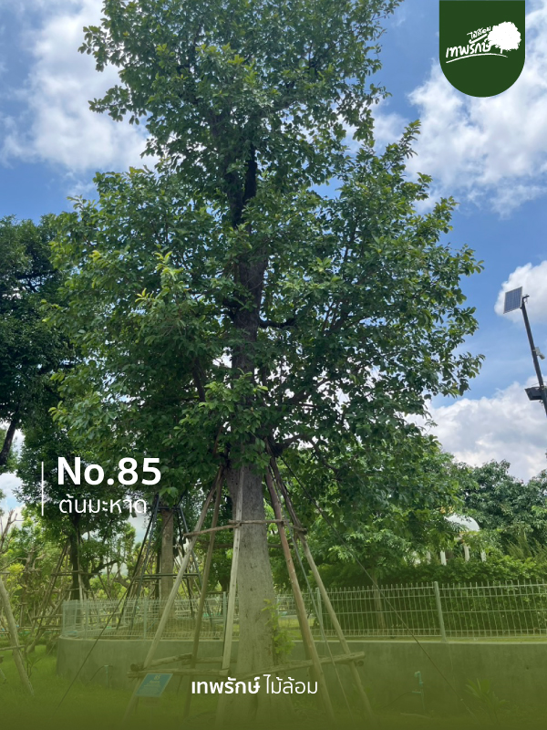 ต้นมะหาด No.85