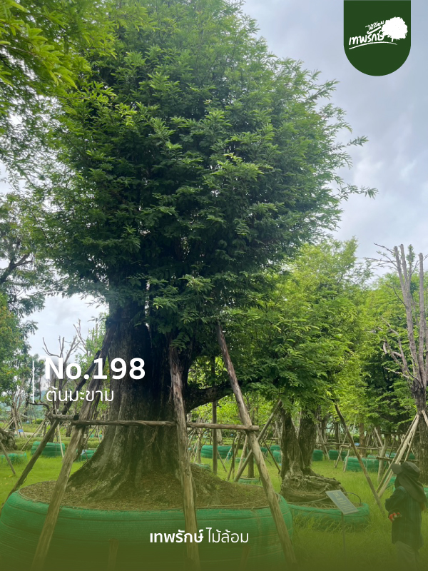 ต้นมะขาม No.198