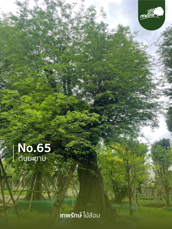 ต้นมะขาม  No.65