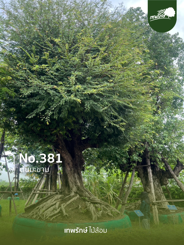 ต้นมะขาม No.381