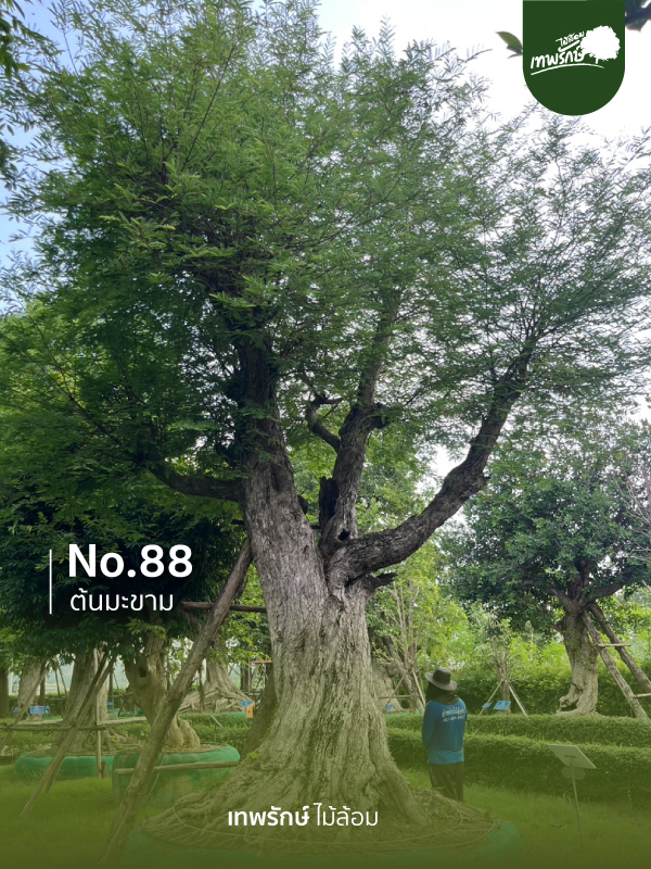 ต้นมะขาม No.88