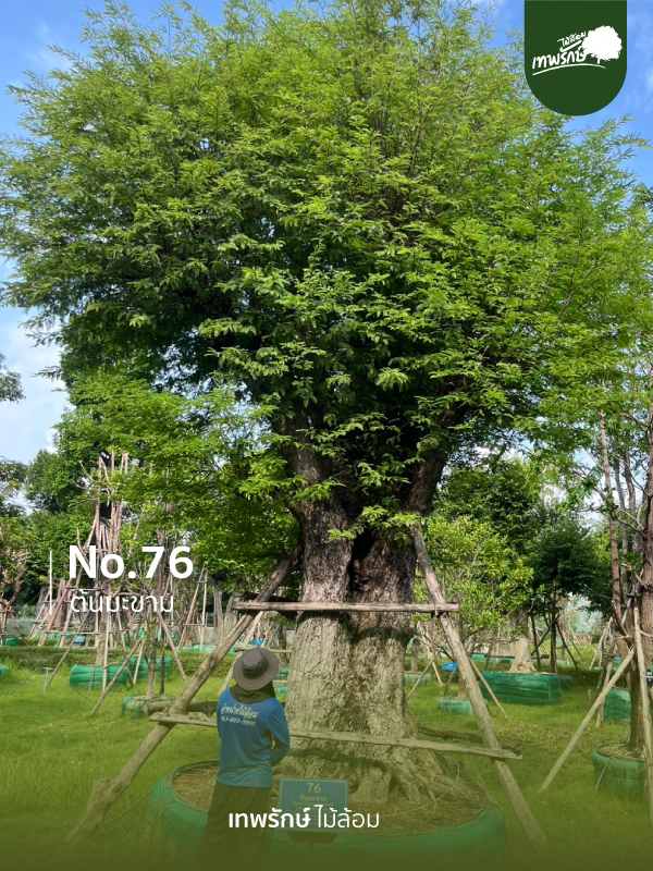 ต้นมะขาม No.76