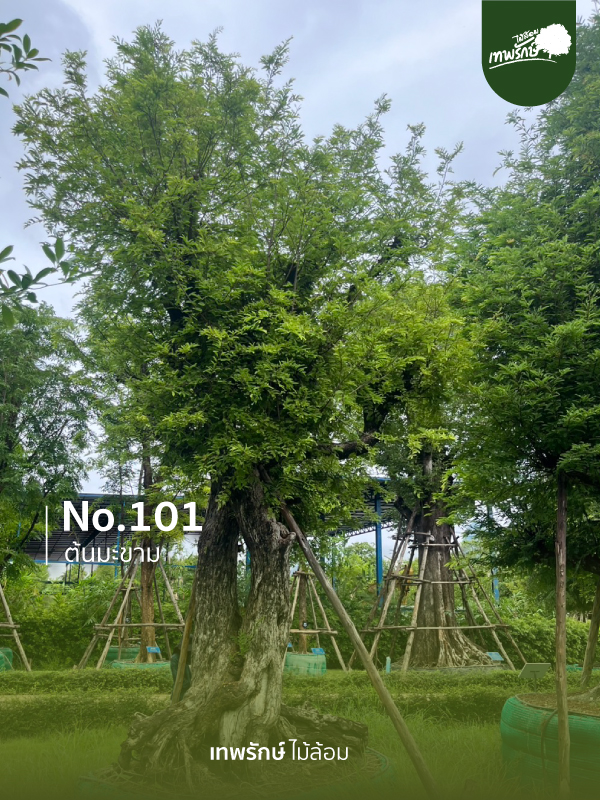 ต้นมะขาม No.101