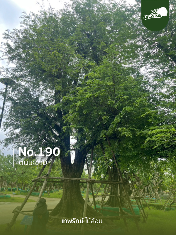 ต้นมะขาม No.190