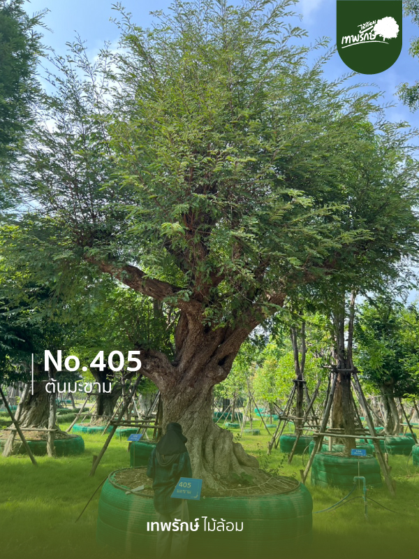 ต้นมะขาม No.405