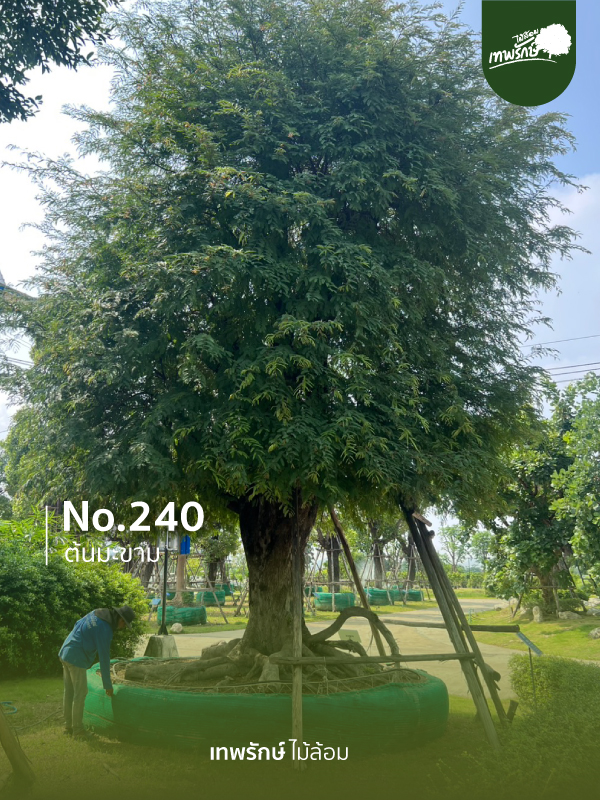 ต้นมะขาม No.240