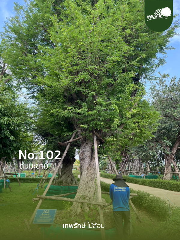ต้นมะขาม No.102