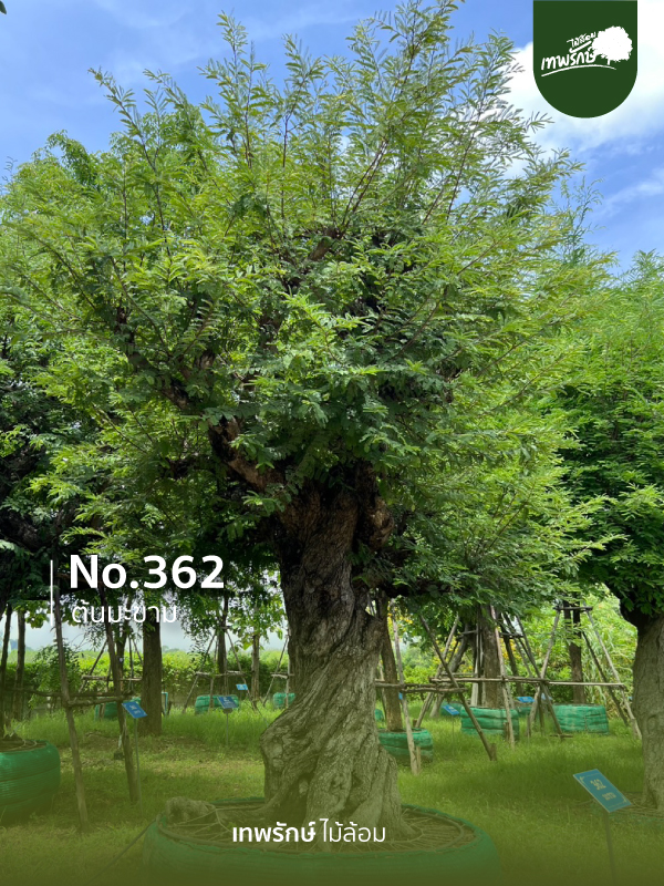 ต้นมะขาม No.362