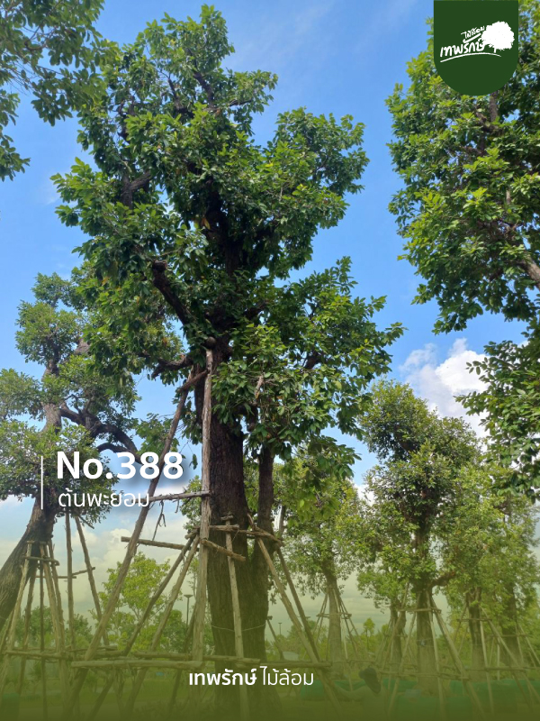 ต้นพยอม No.388