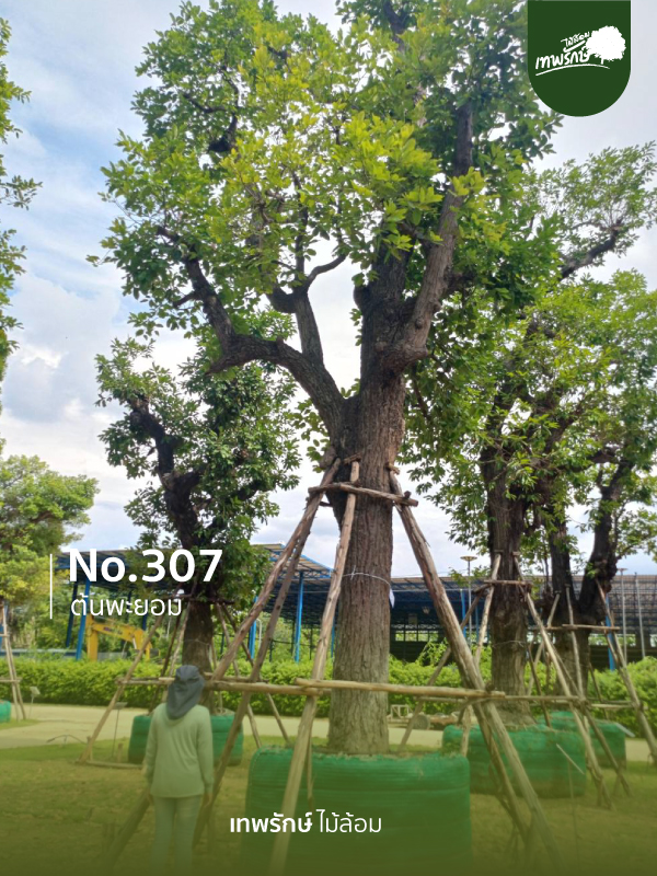 ต้นพยอม No.307
