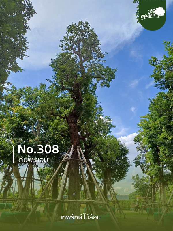 ต้นพยอม No.308