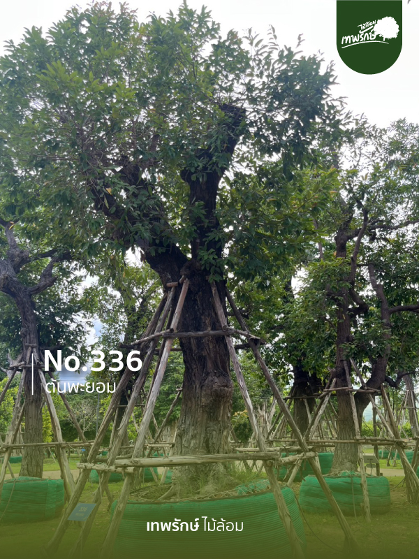 ต้นพยอม No.336