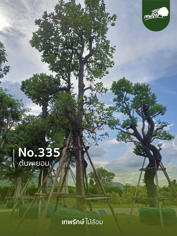 ต้นพะยอม No.335
