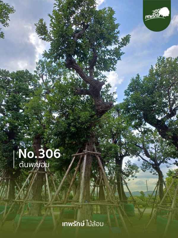 ต้นพยอม No.306