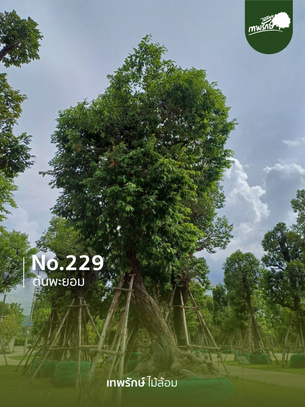 ต้นพยอม No.229