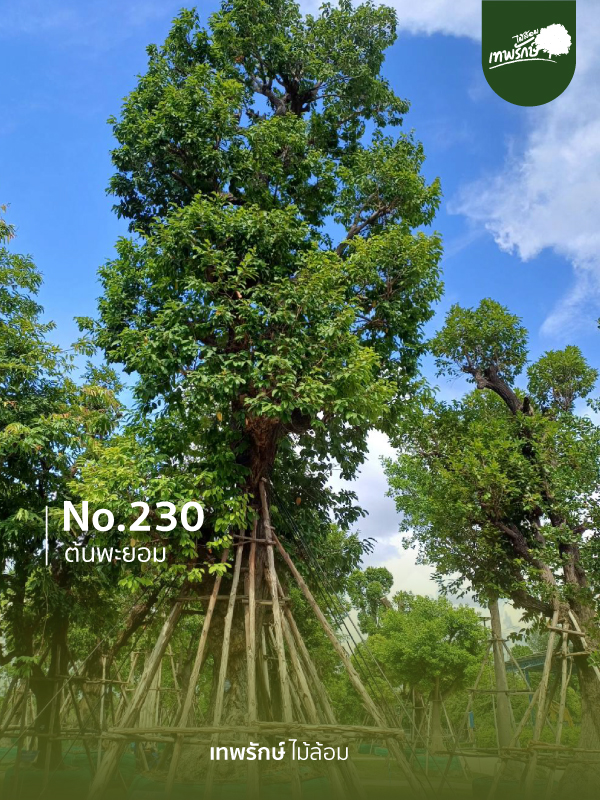 ต้นพยอม No.230