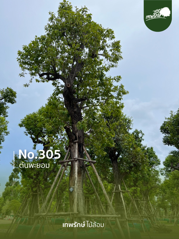 ต้นพยอม No.305