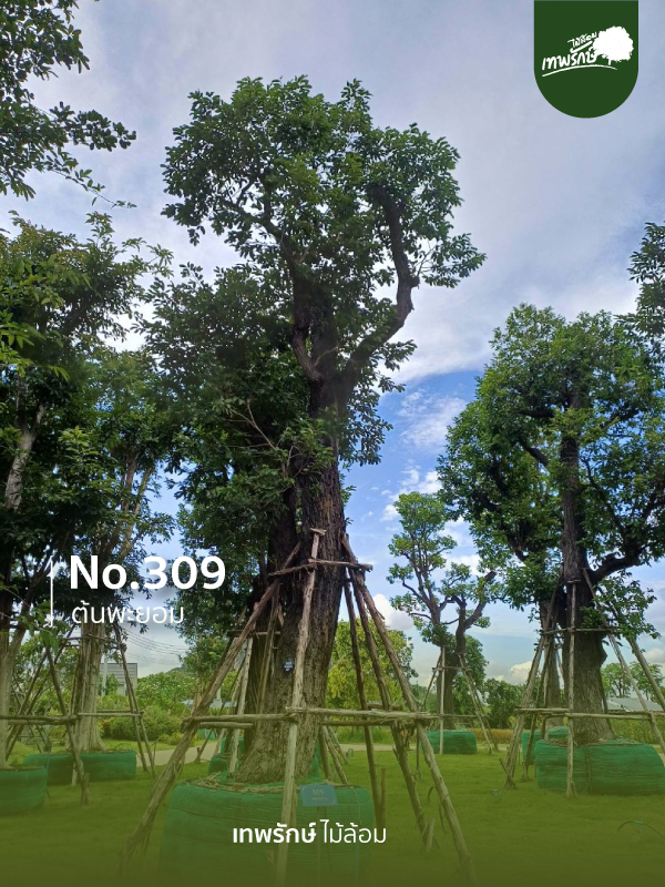 ต้นพะพยอม No.309