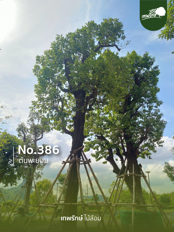 ต้นพยอม No.386
