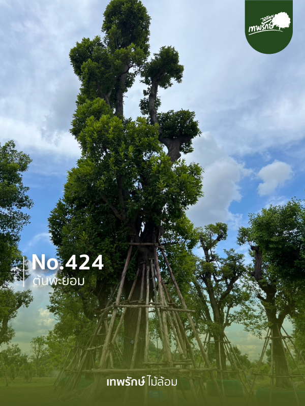 ต้นพะยอม No.424