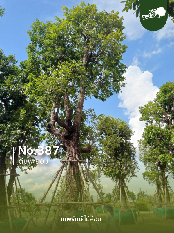 ต้นพะยอม No.387