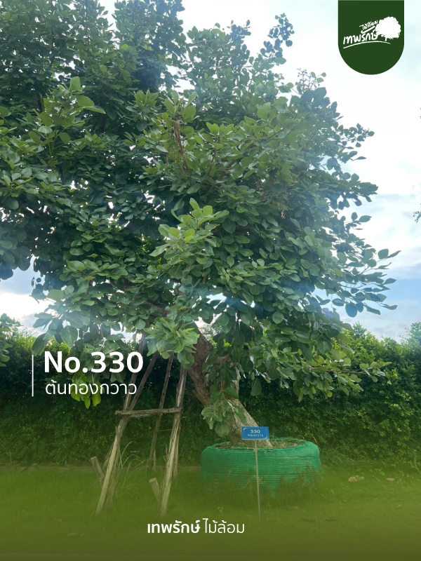 ต้นทองกวาว No.330
